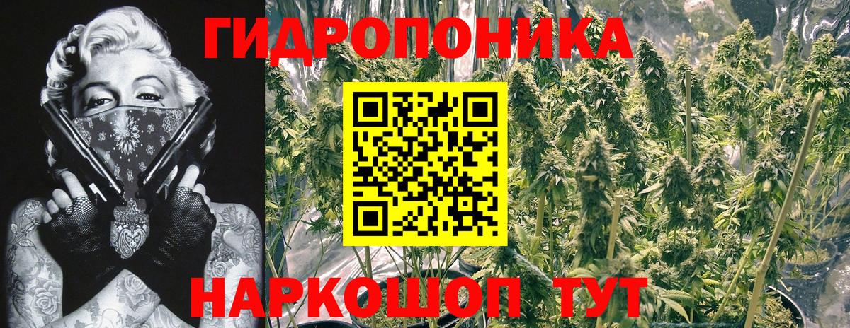 Бошки марихуана план  Каннабис индика  Марихуана Bruce Banner  Вольск  Вход с VPN 